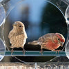 BirdPerch™ - Fuglemater for Vinduer